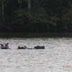 214 LOANGO Inyoungou Lagune Ngove Hippopotame Hippopotamus amphibius 12E5K2IMG_79519wtmk.jpg